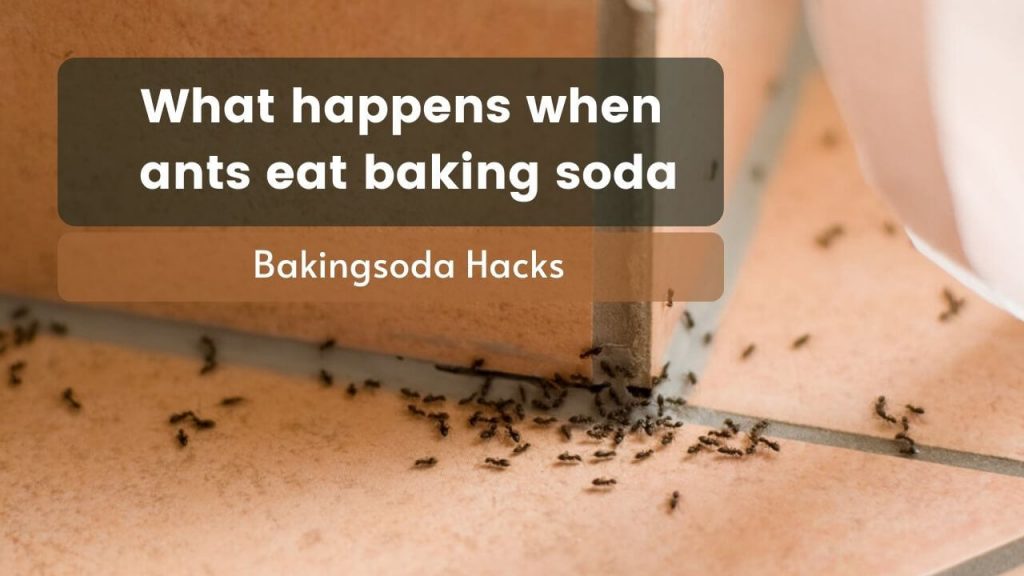What happens when ants eat baking soda