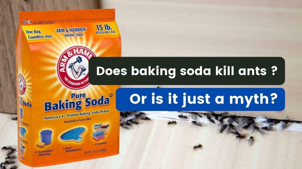 baking soda ants myth